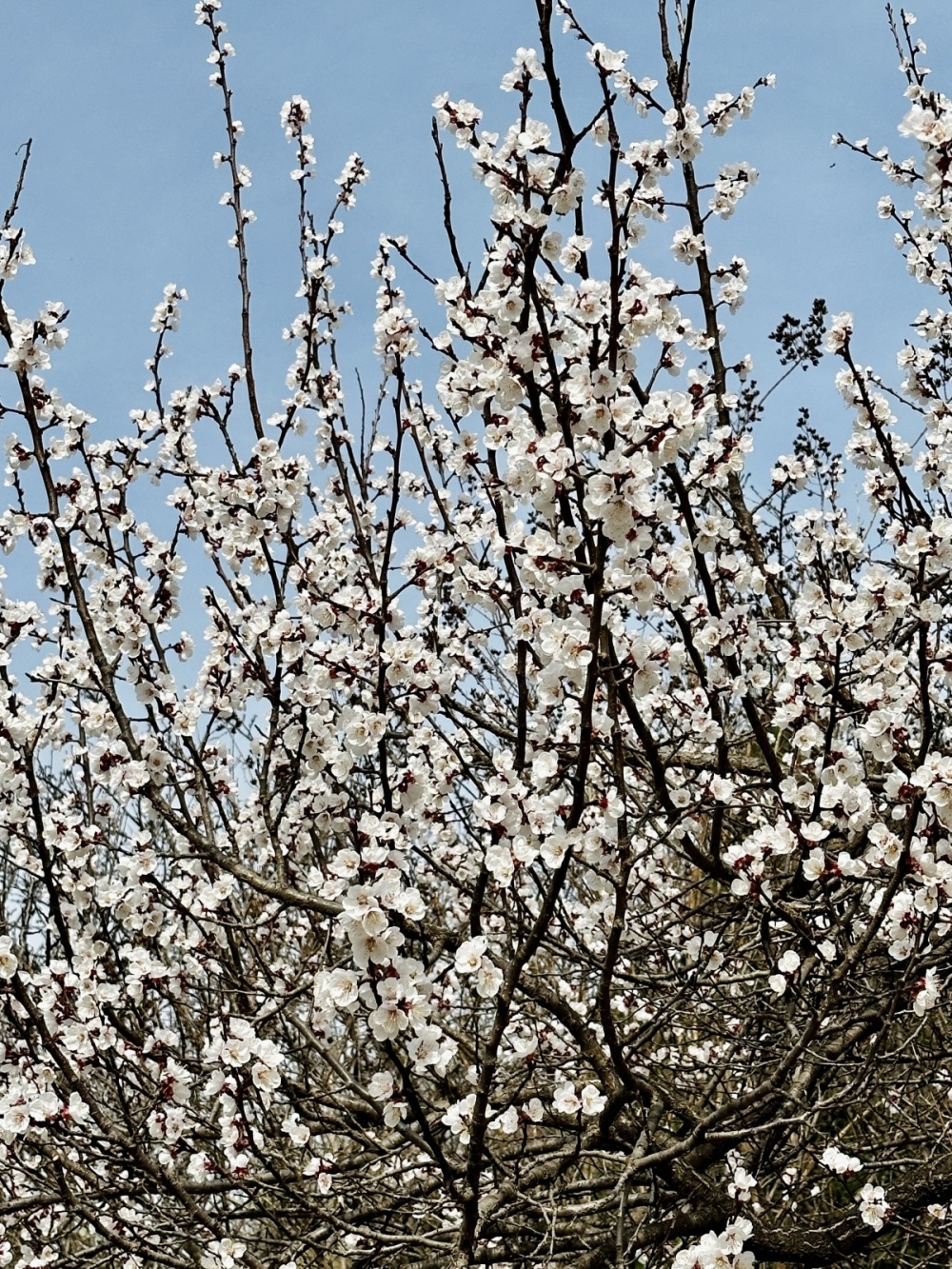 博览视频杏花绽放春不负