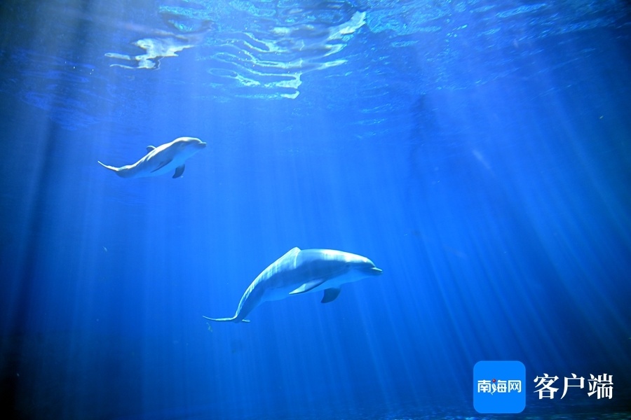 实拍海南首只人工环境中自然受孕生产的宽吻瓶鼻海豚