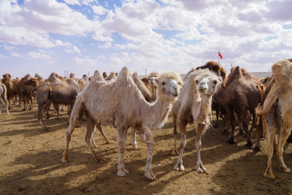 走进驼城柯坪,体验骆驼文化,感受古丝路魅力