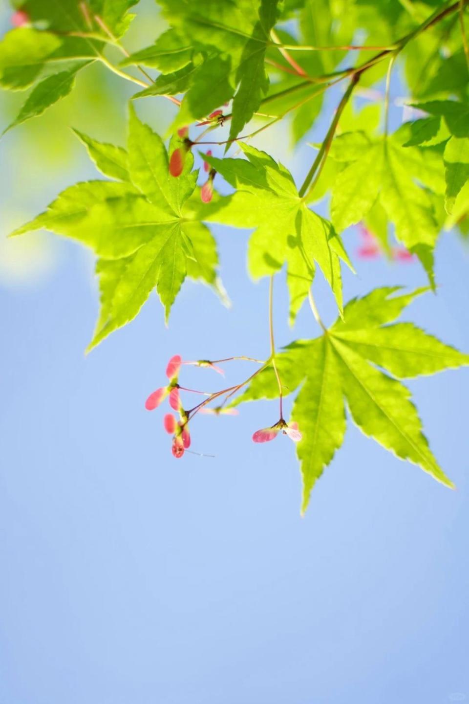 【13】《虞美人·楚腰蛴领团香玉》五代十国·阎选楚腰蛴领团香玉鬓 