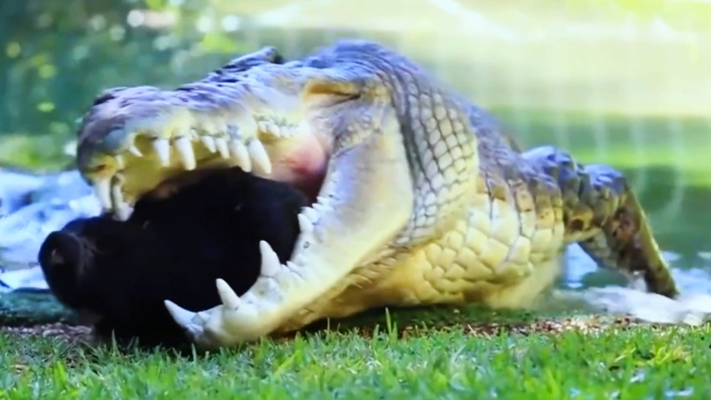 马来西亚渔民捕获4.5米巨型食人鳄,有多凶残?曾有男孩遇害