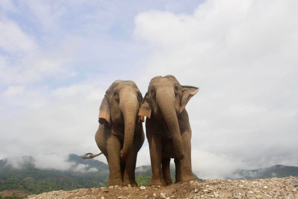 86岁大象奶奶被强迫工作80年不得休息!