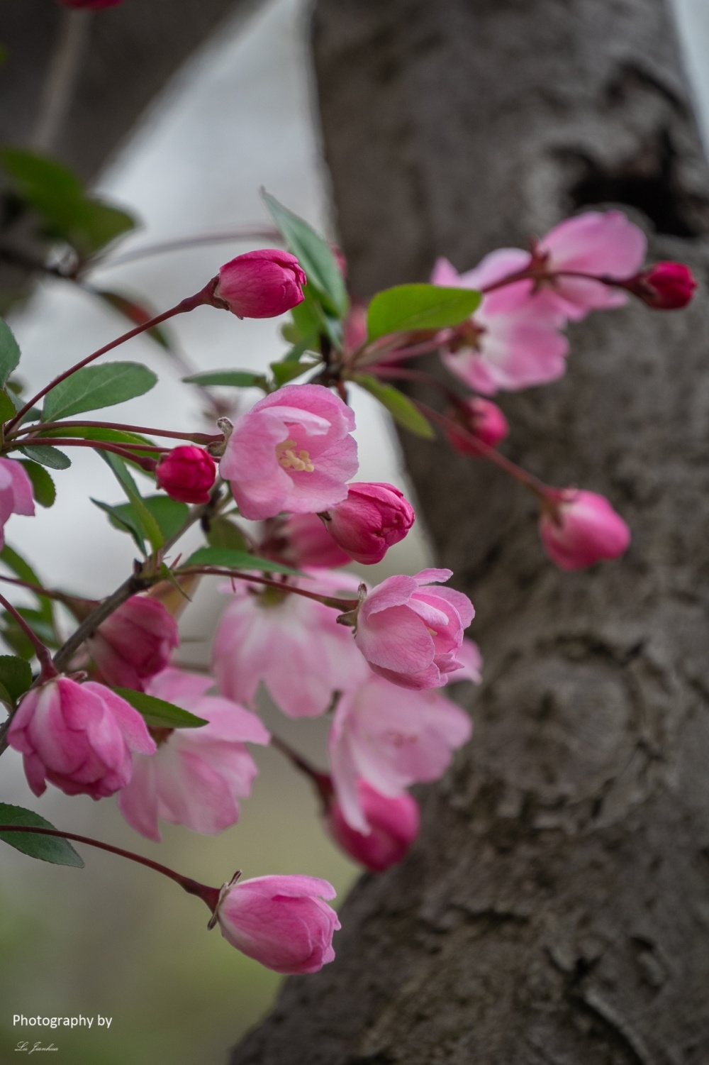 无锡梅园海棠花盛开了