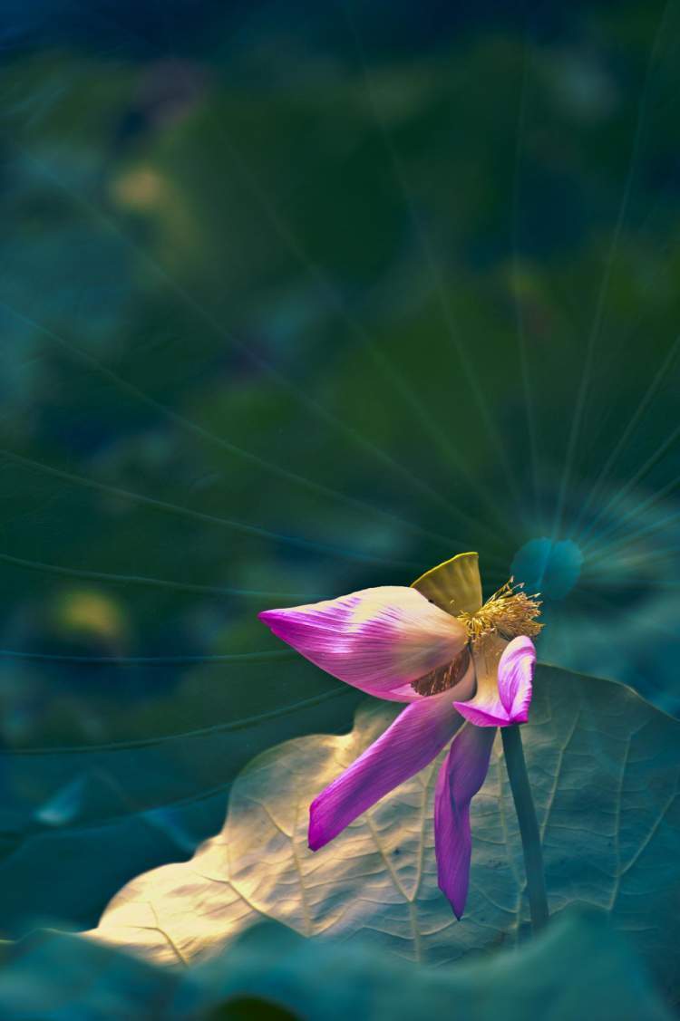 多重曝光的荷花会说话