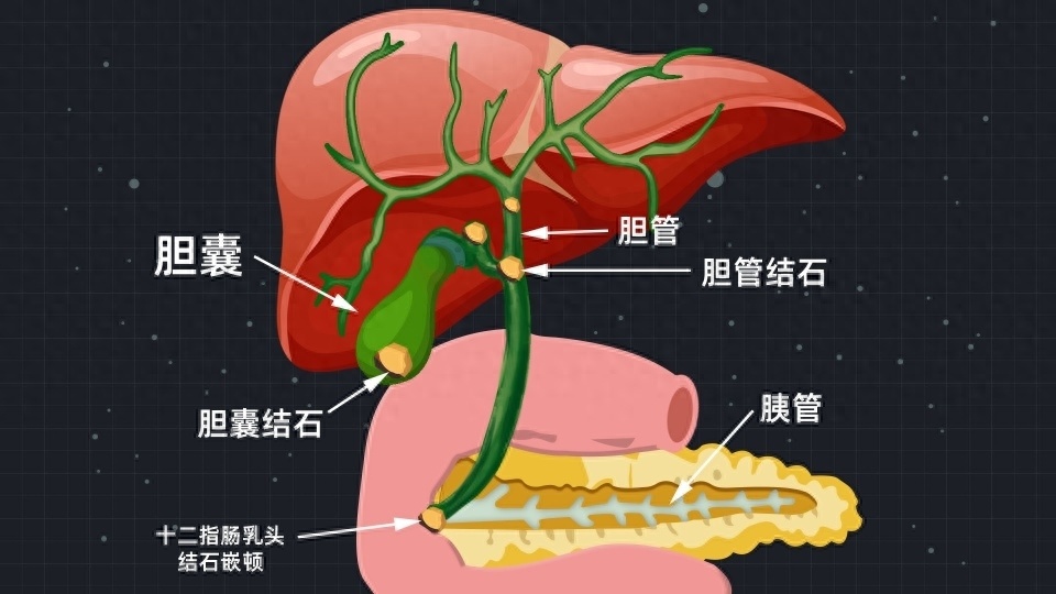 左肝右胆图片