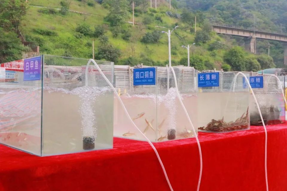 千米鱼道！巧助鱼儿跨越“水电天堑”归家园_腾讯新闻