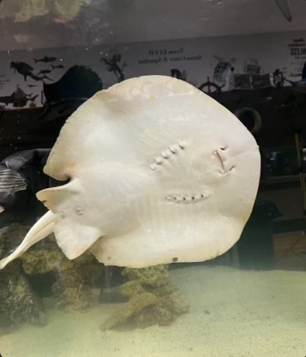 莫名怀孕魔鬼鱼迟迟不生,"消失"两周.专家:这大结局,可能be了