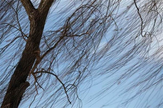 古诗六首说冬柳眉上冬天出柳梢梢寒柳出疏篱