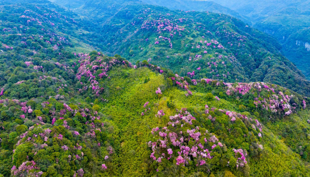 金佛山杜鹃花公园图片