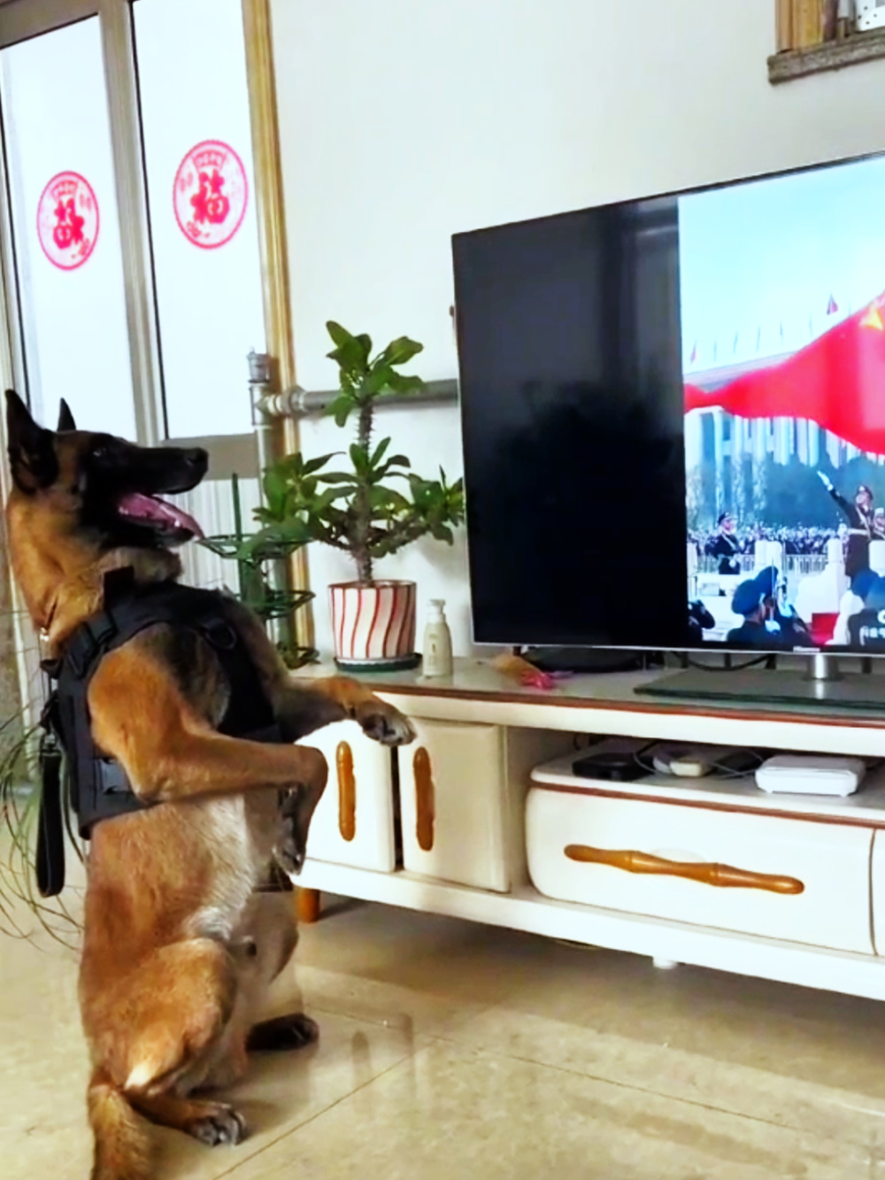 警犬的训练科目有很多,它们要根据驯导员的口令,手势,顺利地做出规定