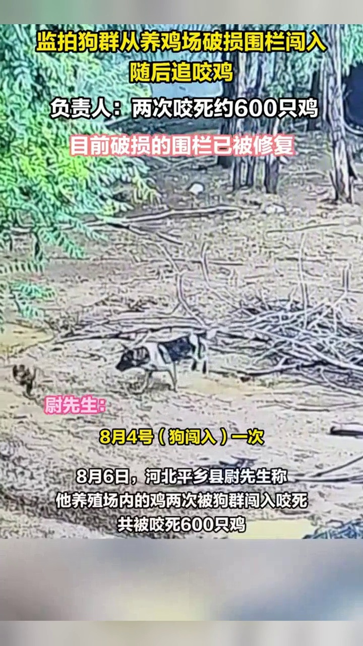 监拍狗群闯入养鸡场追咬鸡，负责人：两次咬死约600只鸡，围栏已修复_腾讯新闻
