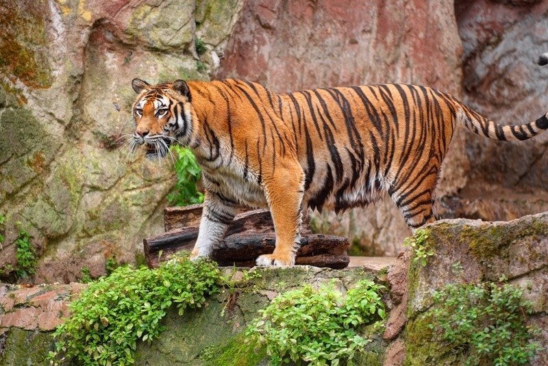 消失了41年的爪哇虎神秘重生,我国森林里还可能有华南虎吗?