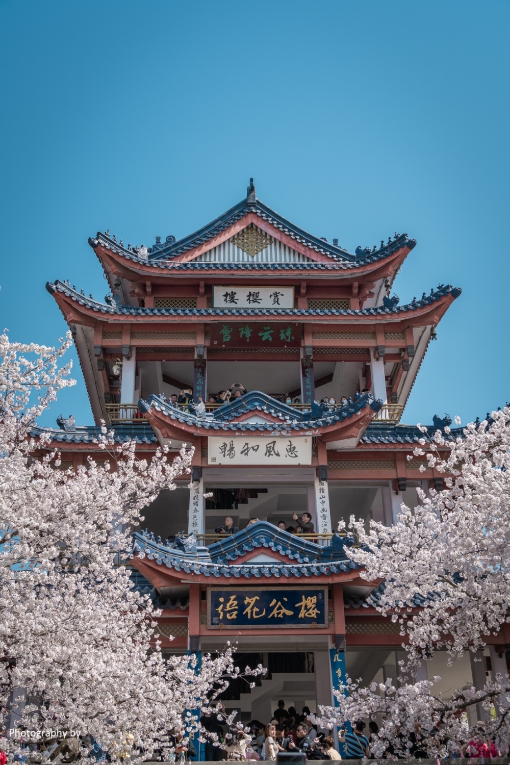 无锡太湖鼋头渚樱花谷赏樱楼