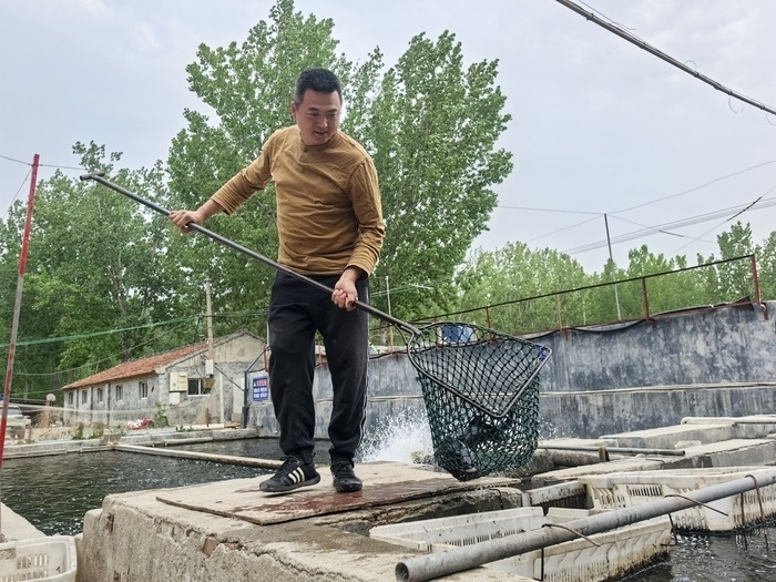 黄河岸边“游”出三文鱼！退役军人养三文鱼7年，养成后5小时可上市民餐桌