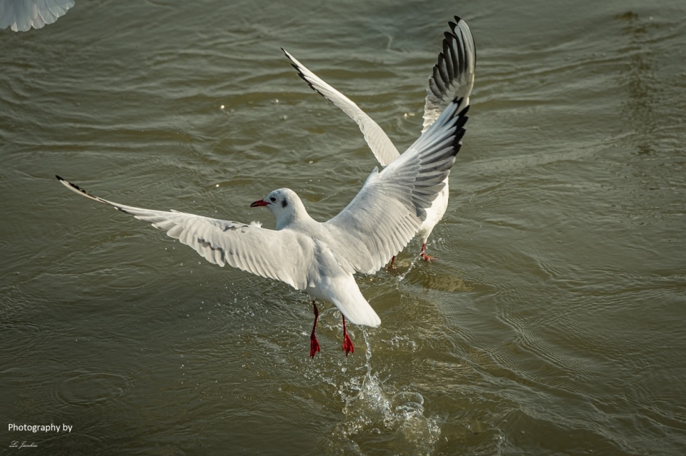 无锡太湖鼋头渚红嘴鸥_腾讯新闻