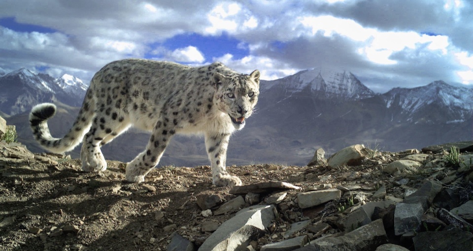 雪豹突袭羊圈咬死40多只羊,雪豹:捕猎不易,这次点菜点多了点