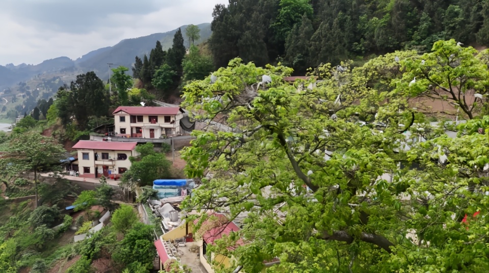 不远处的青山绿水间,点缀着几家白墙红瓦,苍鹭白鹭落满树梢,姿态百千