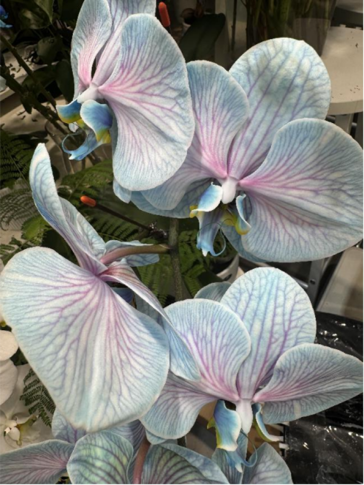 蝴蝶兰"花中皇后"