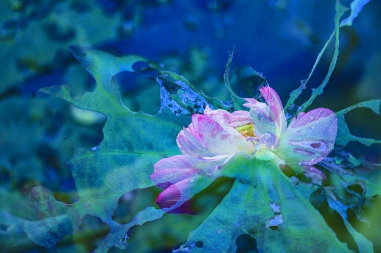 多重曝光的荷花会说话