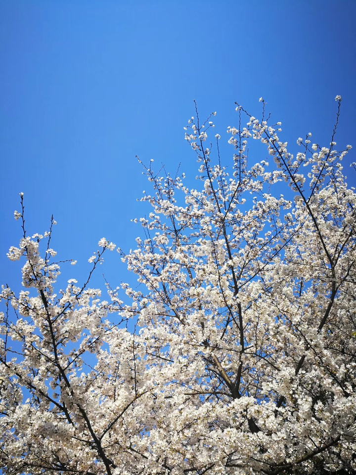 樱花树真实图片素材图片