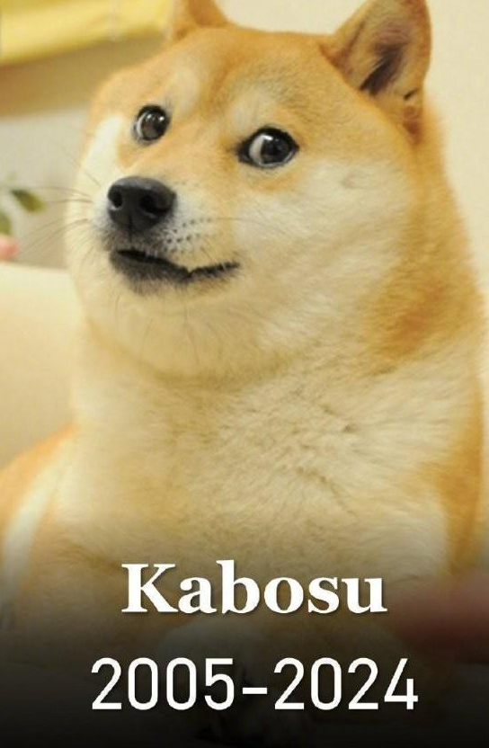 表情包doge的原型柴犬kabosu去世,享年18岁