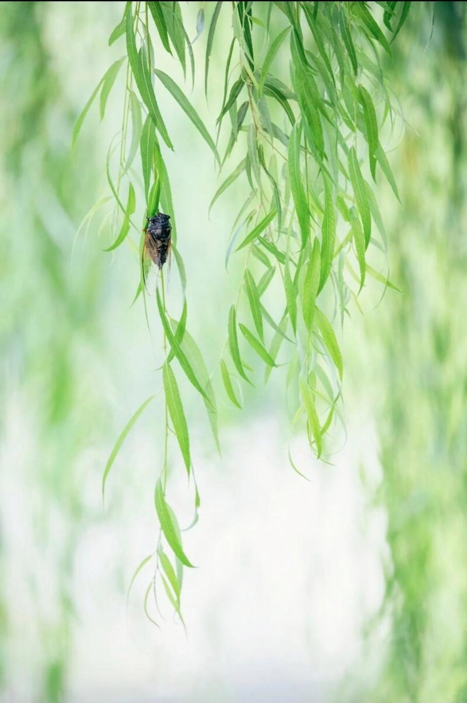 随地人生俱可乐,浮云富贵复何求.45句人生诗词,越早知道越好
