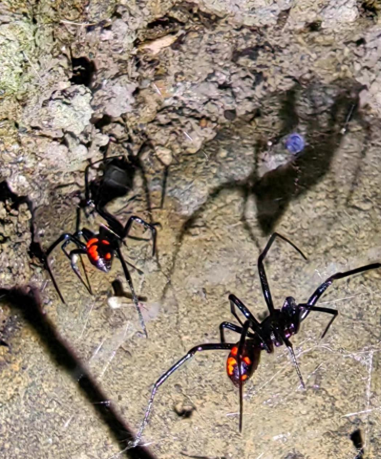 剧毒黑寡妇蜘蛛"近亲"现身青城山?专家:属实,但威胁不大