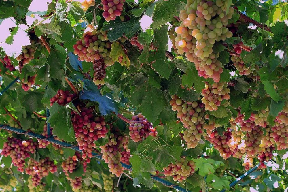 家有葡萄树,福禄到门庭,探寻千年果藤背后的文化与生活_腾讯新闻