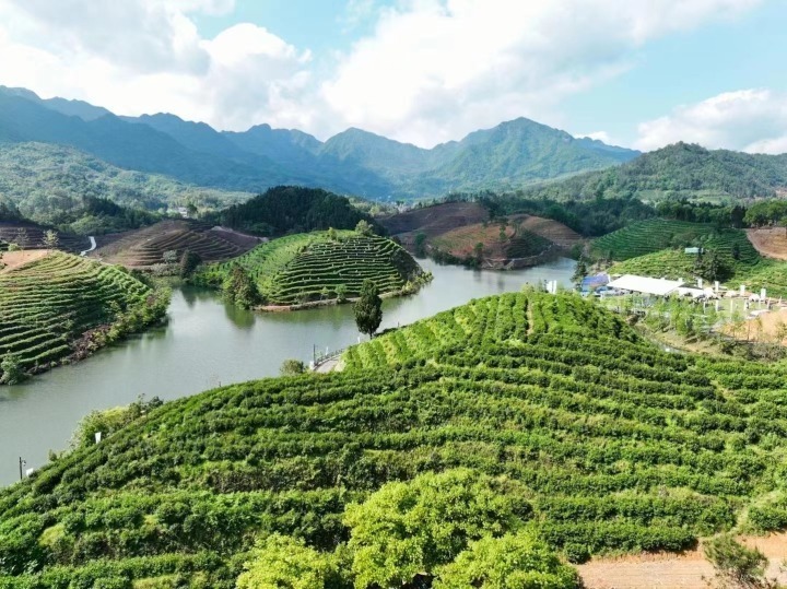 建德市大同镇聚焦"五好两宜,和美乡村",高标准打造农业特色型现代美丽