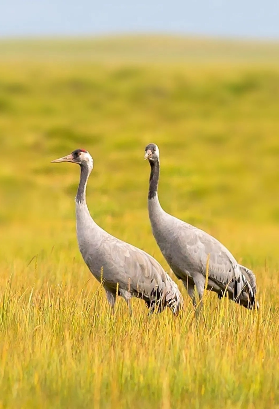 2023年2月沉湖湿地的灰鹤.