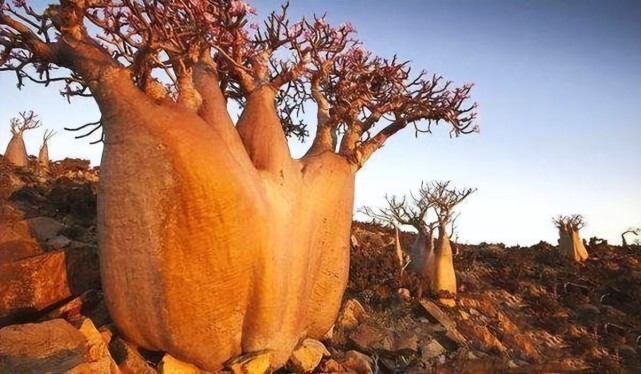 很多非洲大陆的动物们,也知道这种树的神奇功能,好多动物在旱季时