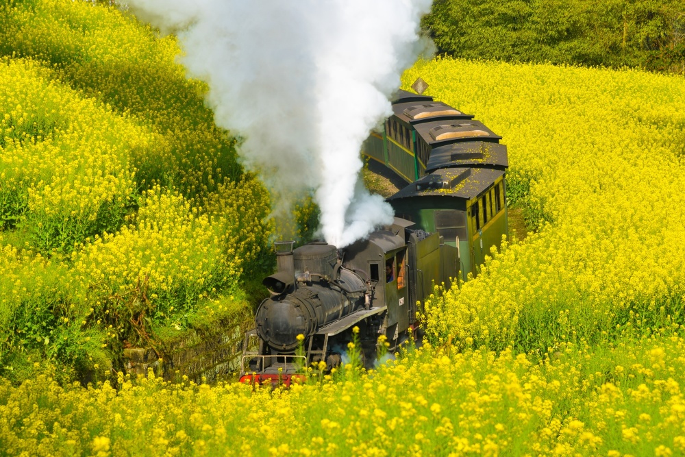 乐山犍为开往春天的小火车穿行在油菜花海之中全球独一无二
