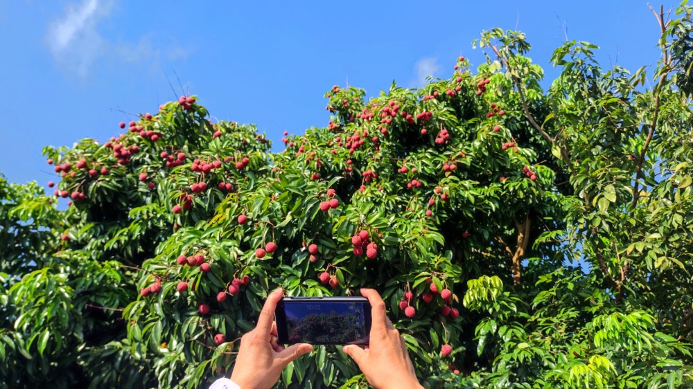广西之首灵山县,中国荔枝之乡一颗荔枝的确卖到了99元在广西灵山是的
