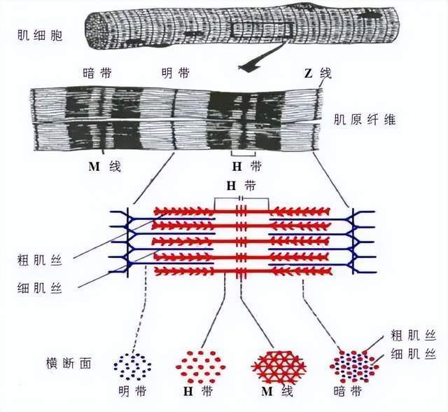 z線之內的整個結構被稱為肌節:兩種肌絲交叉排列