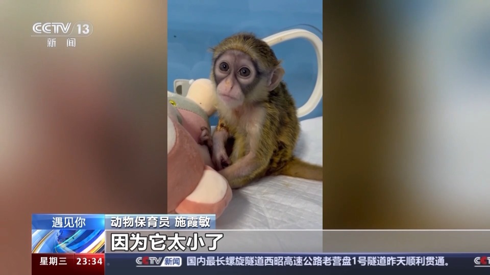 她4年里拉扯大200多只猛兽崽崽_腾讯新闻