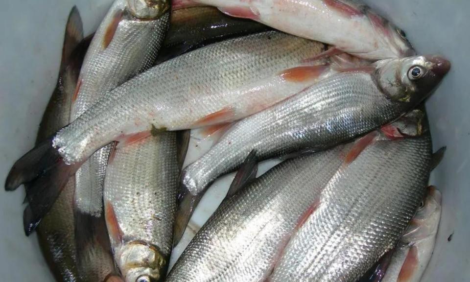 江西鲴鱼泛滥成灾男子钓来煮熟后连锅都丢了网友猫都嫌弃