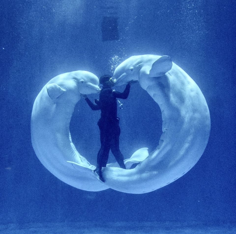 白鲸爱上男饲养员，朝女饲养员狂吐水吃醋，它对人类的感情是“爱”吗？真的有跨越物种的“爱”？