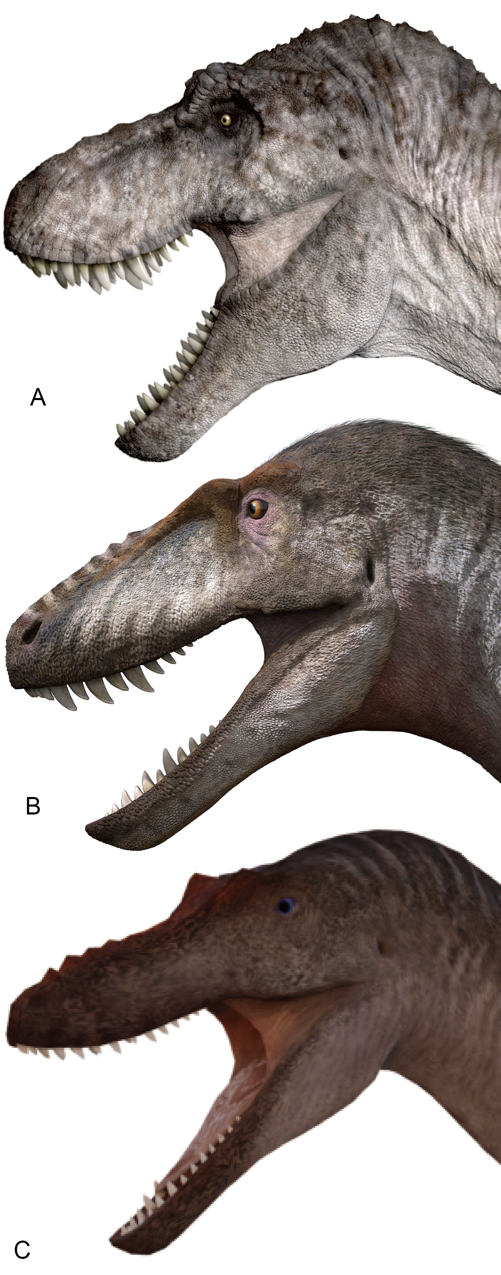 而暴龙超科里的暴龙科恐龙,在恐龙时代的最后2000万年里,一直是亚洲