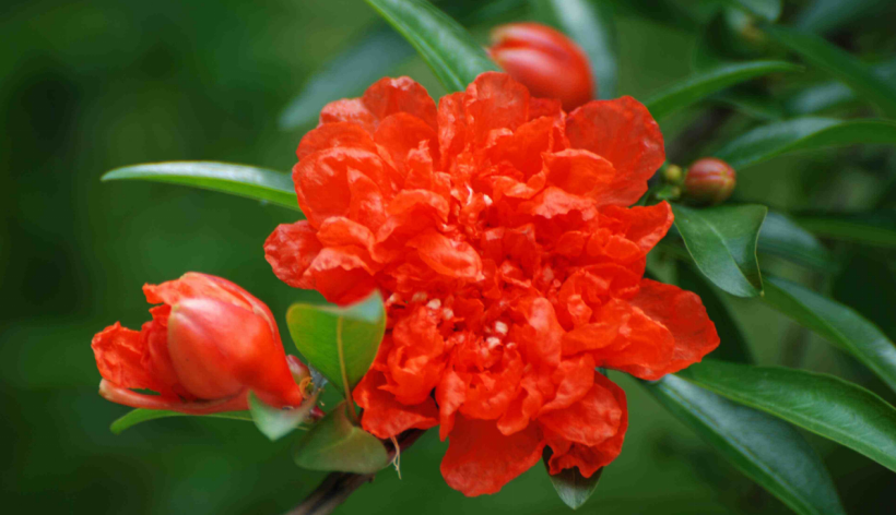 西安市花"石榴花"绽放广州"小蛮腰"_腾讯新闻