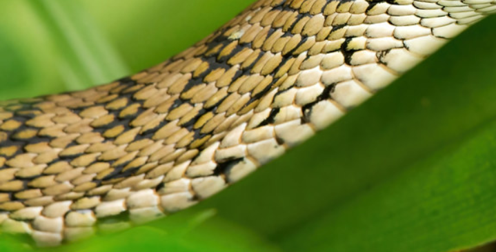 无毒菜花蛇为何被称为"百蛇之王"?毒蛇为何怕它?它有多厉害?