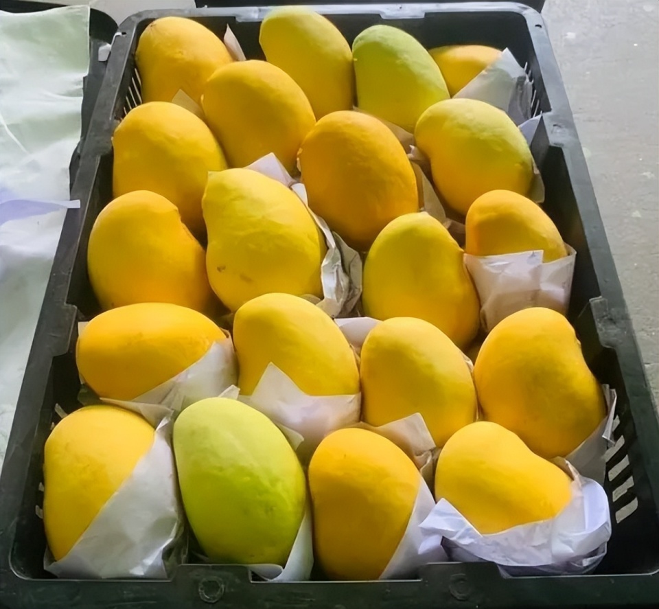 备受关注的缅甸圣德隆芒果,今年行情怎么样?
