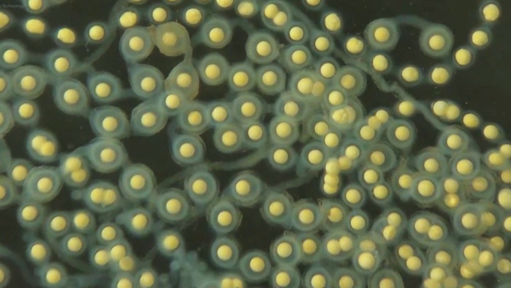 西安周至小孩河边玩耍救大鲵,俗称娃娃鱼的它竟能孵化双胞胎和三胞胎