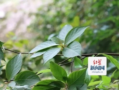 国际生物多样性日｜四川邛崃：谱“万物共生”和弦，绘“和美永续”画卷_腾讯新闻