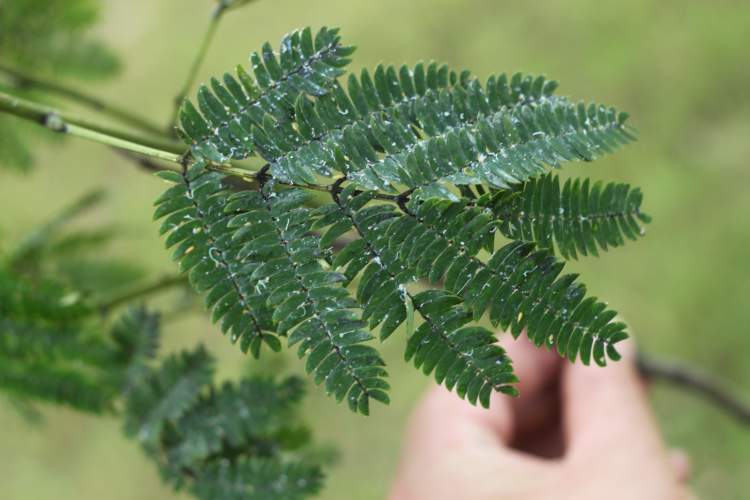 出现蚜虫,木虱等病虫害其实对树的危害更大,它们会大量啃食嫩树叶.