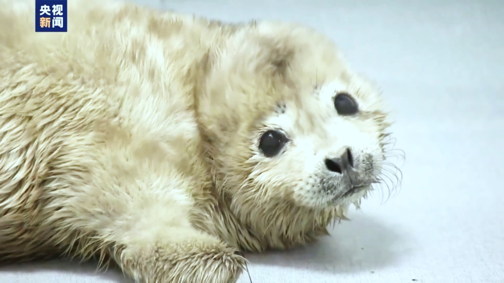 大连一海滩发现搁浅斑海豹幼崽,冰上生冰上长为何会与妈妈走散?