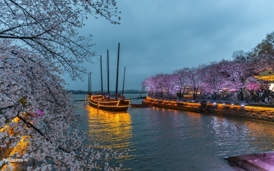 太湖鼋头渚夜樱_腾讯新闻