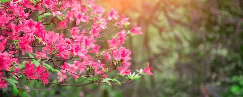 杜鹃花什么时候开（杜鹃花什么时候盛开?） 第3张