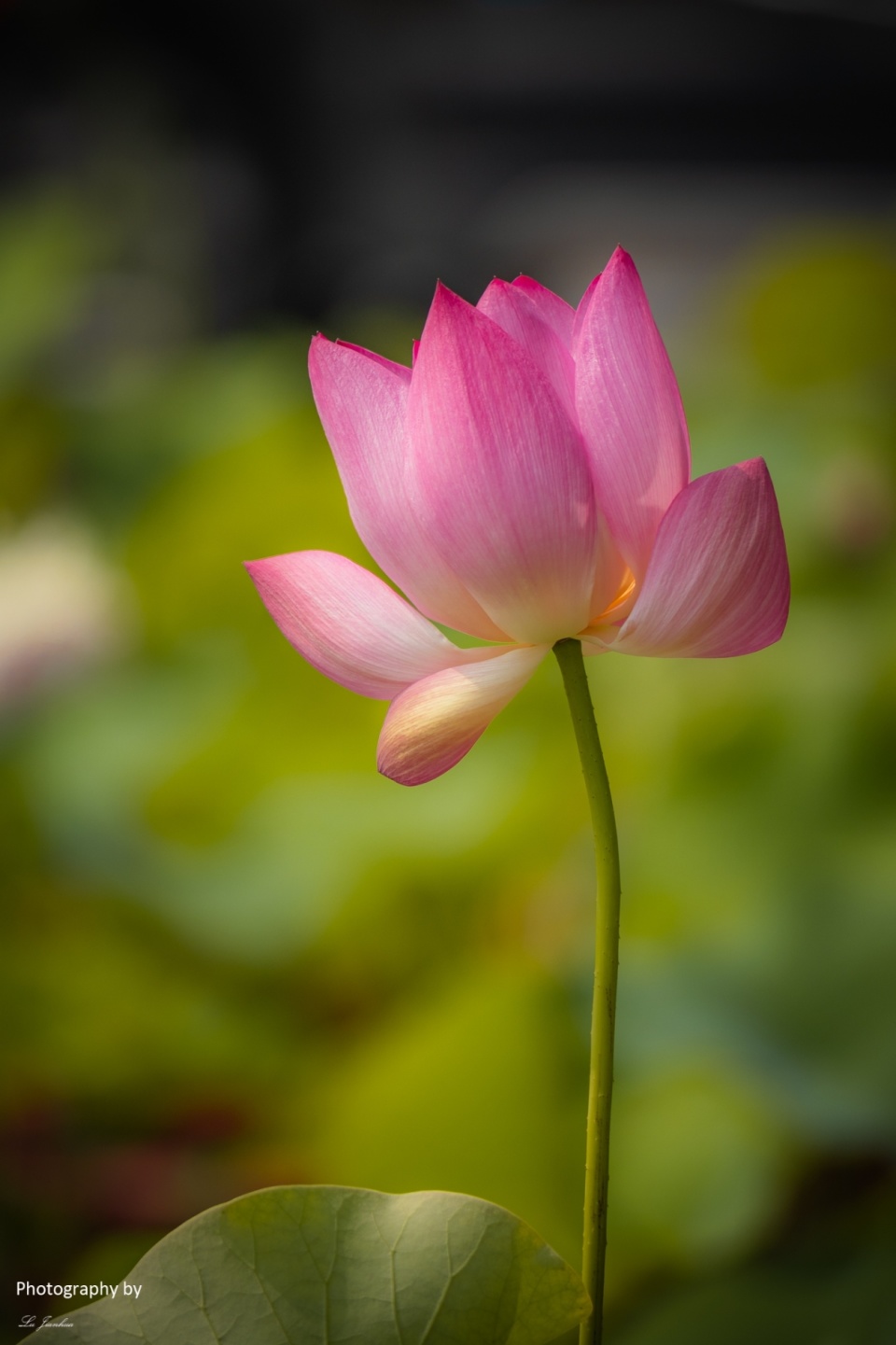 无锡蠡园荷花