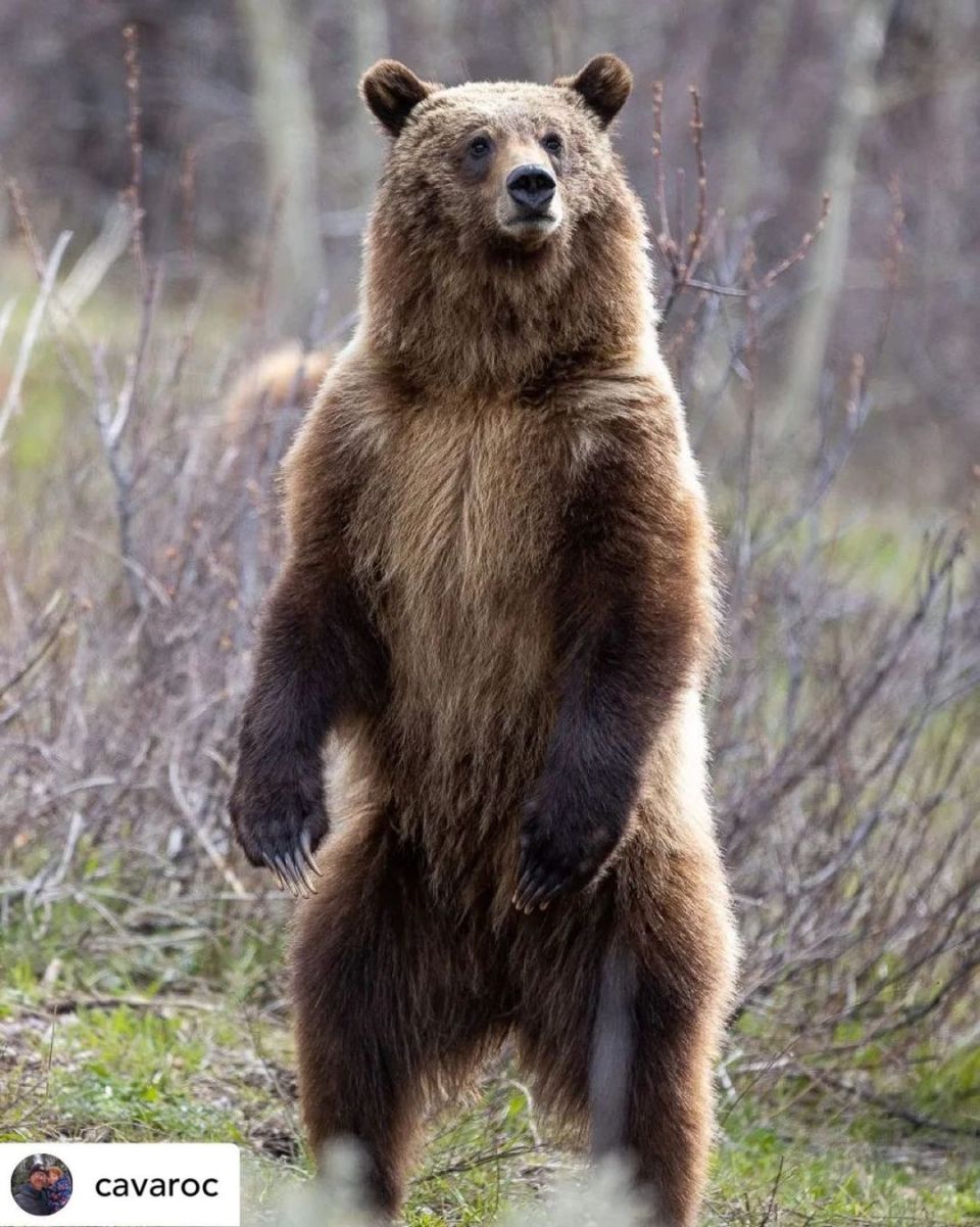 美国一头灰熊靠育儿当上了明星妈妈,还意外拯救了一个族群! _腾讯新闻