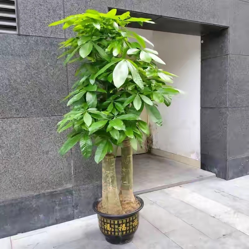 想要养好发财树,牢牢记住"7点",长得枝繁叶茂,财运旺